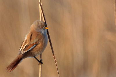 Bearded Reedling / Baardman