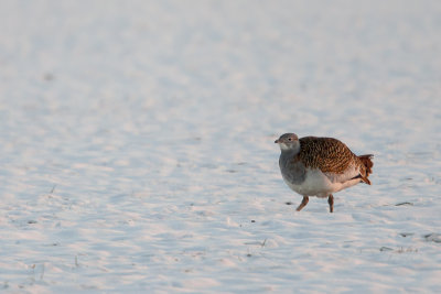Great Bustard / Grote Trap