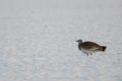 Great Bustard / Grote Trap