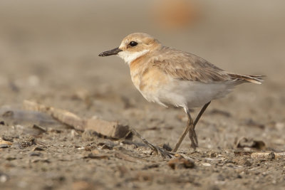 Greater Sand Plover / Woestijnplevier