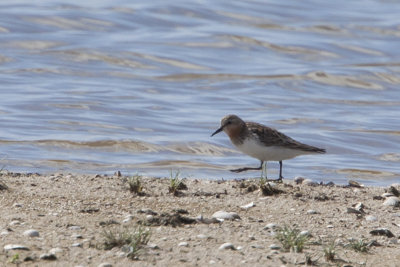 Red-necked Stint / Roodkeelstrandloper