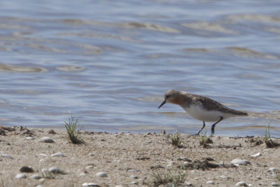 Red-necked Stint / Roodkeelstrandloper