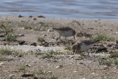 Red-necked Stint / Roodkeelstrandloper