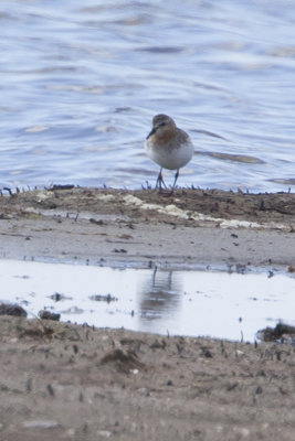 Red-necked Stint / Roodkeelstrandloper