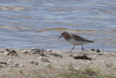 Red-necked Stint / Roodkeelstrandloper