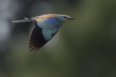 European Roller / Scharrelaar