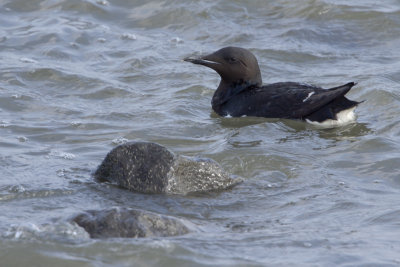 Thick-billed Murre / Kortbekzeekoet