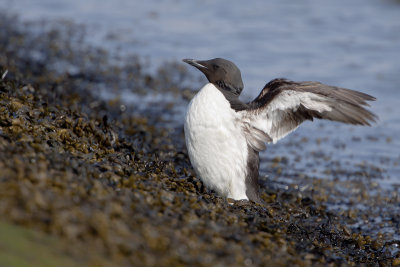 Thick-billed Murre / Kortbekzeekoet