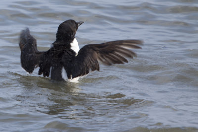 Thick-billed Murre / Kortbekzeekoet