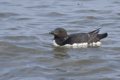 Thick-billed Murre / Kortbekzeekoet