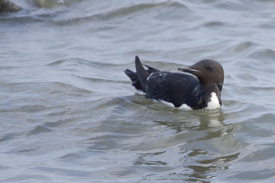 Thick-billed Murre / Kortbekzeekoet