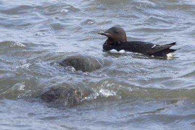 Thick-billed Murre / Kortbekzeekoet