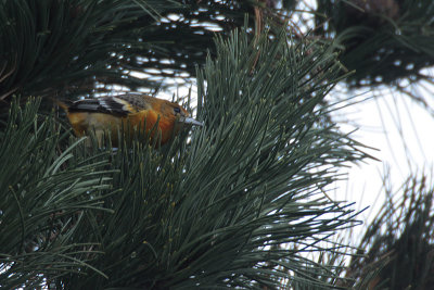 Baltimore Oriole / Baltimoretroepiaal
