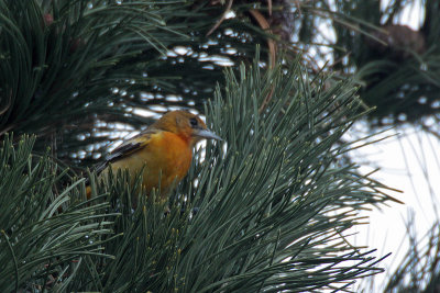 Baltimore Oriole / Baltimoretroepiaal
