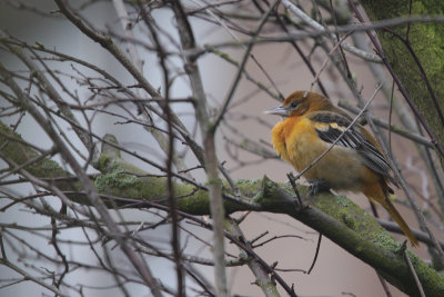 Baltimore Oriole / Baltimoretroepiaal