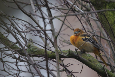 Baltimore Oriole / Baltimoretroepiaal