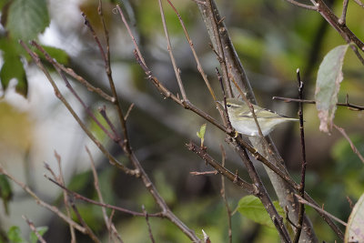 Yellow-browed Warbler / Bladkoning