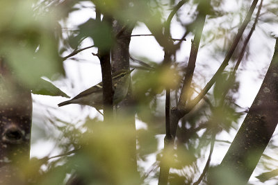 Yellow-browed Warbler / Bladkoning