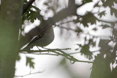 Yellow-browed Warbler / Bladkoning