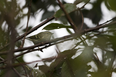 Yellow-browed Warbler / Bladkoning