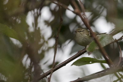 Yellow-browed Warbler / Bladkoning