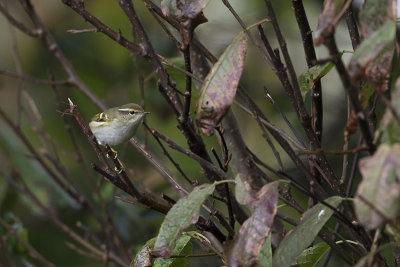 Yellow-browed Warbler / Bladkoning