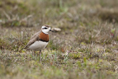 Caspian Plover / Kaspische Plevier