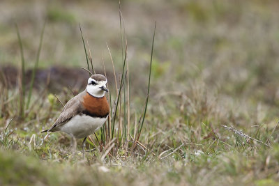 Caspian Plover / Kaspische Plevier