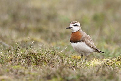 Caspian Plover / Kaspische Plevier