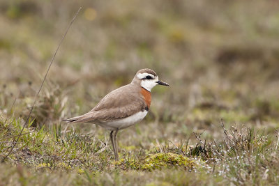 Caspian Plover / Kaspische Plevier