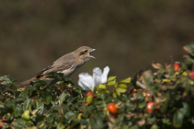 Darian Shrike / Daurische Klauwier