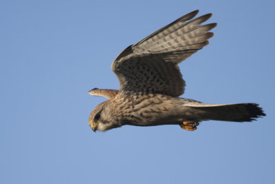 Common Kestrel / Torenvalk