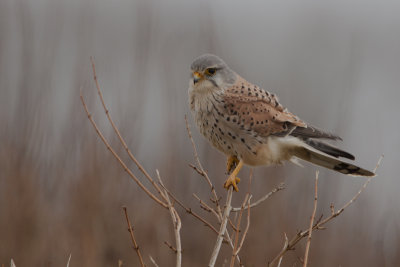 Common Kestrel / Torenvalk