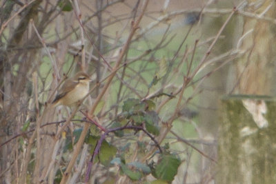 Brown Shrike / Bruine Klauwier