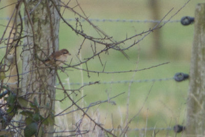 Brown Shrike / Bruine Klauwier