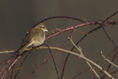 Brown Shrike / Bruine Klauwier