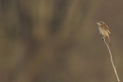 Brown Shrike / Bruine Klauwier