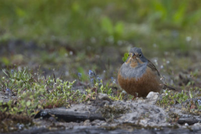 Cretzschmar's Bunting / Bruinkeelortolaan