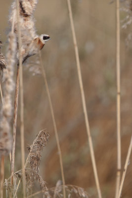 Penduline Tit / Buidelmees