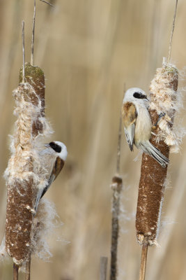 Penduline Tit / Buidelmees