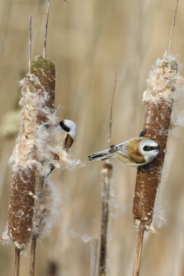 Penduline Tit / Buidelmees
