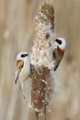 Penduline Tit / Buidelmees