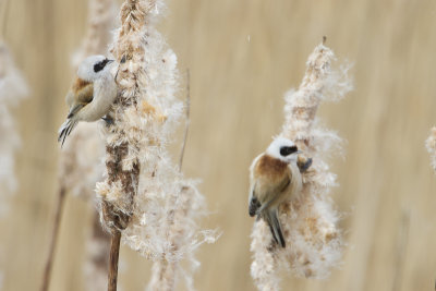 Penduline Tit / Buidelmees