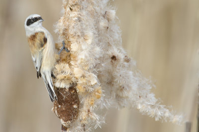 Penduline Tit / Buidelmees