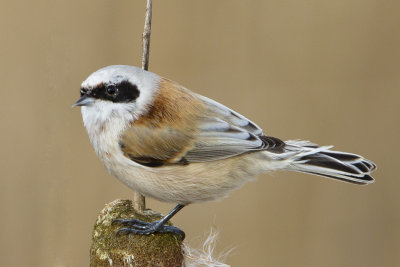 Penduline Tit / Buidelmees