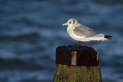 Black-legged Kittiwake / Drieteenmeeuw