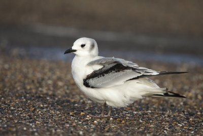 Black-legged Kittiwake / Drieteenmeeuw