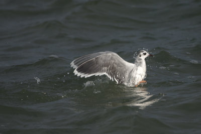 Black-legged Kittiwake / Drieteenmeeuw