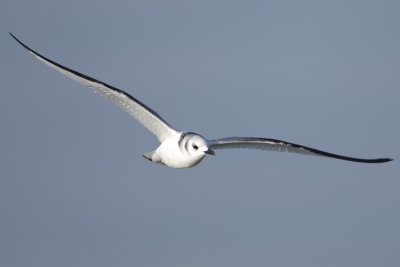 Black-legged Kittiwake / Drieteenmeeuw