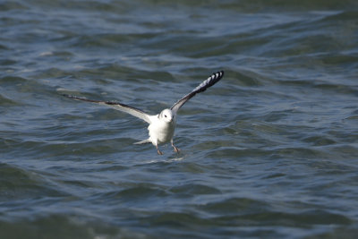 Black-legged Kittiwake / Drieteenmeeuw